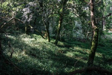 16 Ekim 2025 'te Portekiz' in Sintra, Lizbon Bölgesi tepelerinde yemyeşil orman bitkileriyle çevrili huzurlu bir yürüyüş yolu..