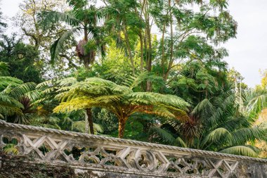 16 Ekim 2025 'te, Sintra, Lizbon Bölgesi' nde sonbahar ağaçlarının altında süslemeli taş köşkler ve gür yeşil eğreltiotları olan süslü taş köşkler..