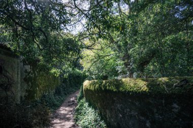16 Ekim 2025 'te Portekiz' in Sintra, Lizbon Bölgesi tepelerinde yemyeşil orman bitkileriyle çevrili huzurlu bir yürüyüş yolu..