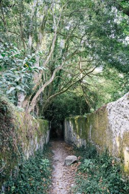 16 Ekim 2025 'te Portekiz' in Sintra, Lizbon Bölgesi tepelerinde yemyeşil orman bitkileriyle çevrili huzurlu bir yürüyüş yolu..