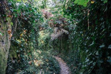 16 Ekim 2025 'te Portekiz' in Sintra, Lizbon Bölgesi tepelerinde yemyeşil orman bitkileriyle çevrili huzurlu bir yürüyüş yolu..