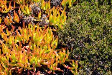 Lizbon 'un Cabo da Roca Sintra bölgesindeki sık kıyı çalılarının yanında, güz günışığında parlak buz örtüsü büyüyor..