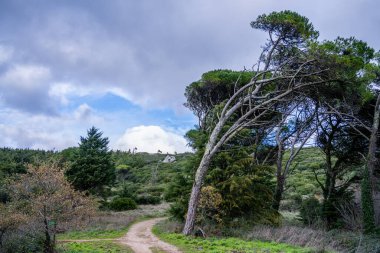 Alenquer Portugal 29 Kasım 2025 Parlak sarı sonbahar yaprakları sessiz ormanlık alandaki bir ağaçtan sarkan