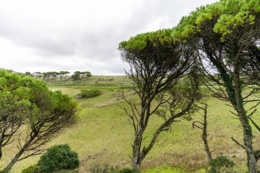 Serra de Montejunto Portekiz 29 Kasım 2025. Çam ağaçları, bulutlu sonbahar gökyüzünün altında, yeşil yamaçta yetişir..
