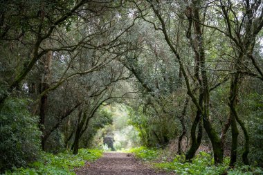 Lizbon 'daki Monsanto Orman Parkı' nda kemerli ağaçların ve yoğun yeşilliklerin altından dar bir orman yolu uzanıyor..