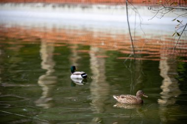 İki ördek, Lizbon 'daki Monsanto Orman Parkı' nın içindeki pergola sütunlarının yansımasıyla durgun gölet suyunda yüzüyor..