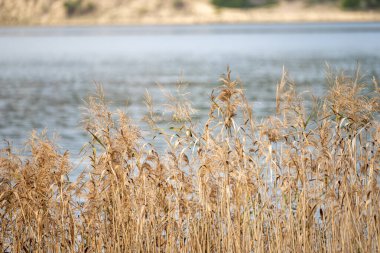 Sesimbra Portekiz 25 Aralık 2025. Küçük tekneli sakin göl suyu kıyıya yakın balık platformları ve sazlıklar.