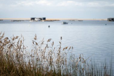 Sahil şeridi sazlıkları, 25 Aralık 2025 tarihinde Portekiz 'deki Lagoa de Albufeira Sesimbra gölünün sığ sularına yansıyor..