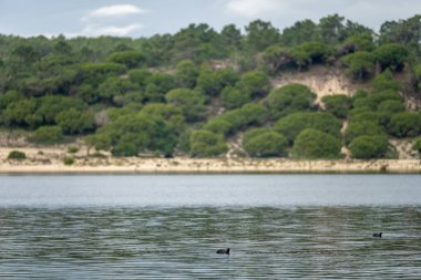 Sesimbra Portekiz 25 Aralık 2025. Arka planda ormanlı kum tepeleri olan sakin göl sularında küçük tekneler yüzer.