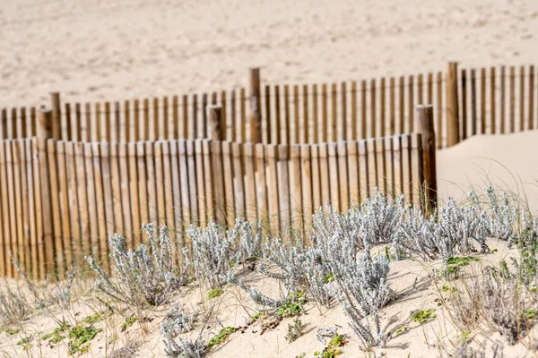 Lagoa de Albufeira Sesimbra Portugal December 25 2025. Coastal dune plants grow in sand in front of a wooden fence with a blurred beach background.