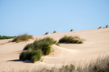 Guincho Cascais Lizbon 29 Aralık 2025. Kıyı otlarıyla kaplı rüzgar biçimli kum tepeleri açık kış güneşi altında belirir..