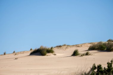 Guincho Cascais Lizbon 29 Aralık 2025. Temiz bir gökyüzünün altında araziye uzanan seyrek otlarla kaplı kumlu bir tepe..