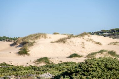 Kum tepeleri Guincho Sahili Cascais Lizbon yakınlarında kışın açık gökyüzü altında alçak kıyı bitkileriyle kaplıdır..
