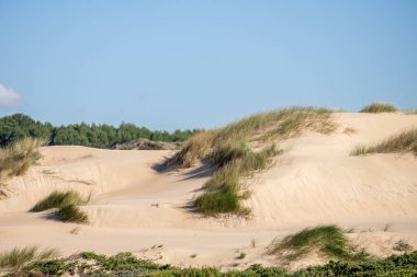 Guincho Beach Cascais Lizbon yakınlarında kışın Portekiz 'de saçılmış otlu kum tepeleri..