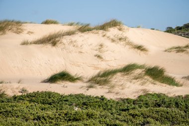 Guincho Sahili Cascais Lizbon yakınlarında kışın ortasında çimenli ve alçak çalılı kumlu bir tepe..