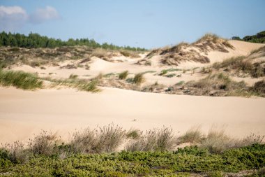 Guincho Sahili Cascais Lizbon yakınlarında kışın güpegündüz kışın geniş kumullar ve kıyı bitkileri..