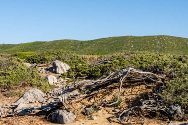 Düşük kıyı çalılıkları ve korunmasız kökleri açık gün ışığında kayalar ve yeşil bitki örtüsüyle kumlu bir yamaçta uzanır..