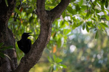 Gündüz vakti Chatuchak Park Bangkok Tayland 'da yeşil yapraklı bir ağaç dalına tüneyen siyah bir karga..