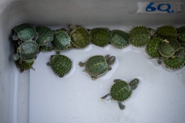 Bangkok Tayland 27 Ocak 2026. Sarı benekli kirpi balığı Chatuchak hayvan pazarında sığ beyaz bir tankın içinde yüzer..