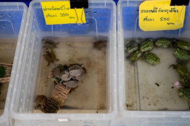 Bangkok Tayland 27 Ocak 2026. Kaplumbağalar ve kurbağalar Chatuchak Hayvan Pazarı 'nda fiyat tabelalarıyla plastik kaplarda sergileniyor..