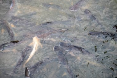 Tha Chang Wat Rakhang Feribot Bangkok Tayland 'daki Chao Phraya nehri kıyısında su altında görülebilen balıklar..