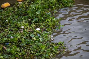 Bangkok Tayland 18 Ocak 2026. Yüzen su bitkileri ve dağınık döküntüler şehir kıyısı yakınlarında nehir yüzeyinde sürükleniyor..