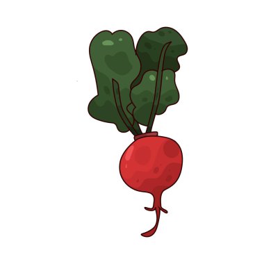 Turp, salatalarda sıklıkla kullanılan acı bir tadı olan küçük, gevrek bir sebzedir..