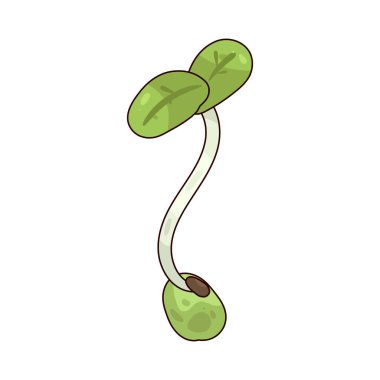 Tomurcuklar taze, gevrek dokuları için çiğ ya da hafif pişmiş taze filizlerdir..