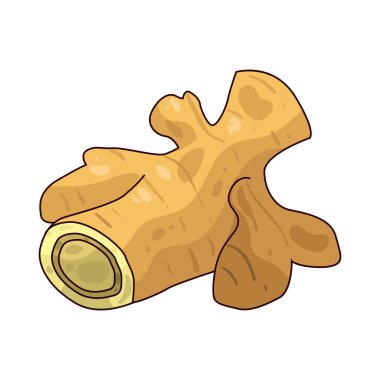 Zencefil, taze veya kurutulmuş, pişirme, pişirme ve içeceklerde kullanılan baharatlı, aromatik bir köktür..