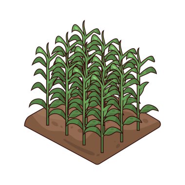 A Crop is a plant grown in large quantities for food, fiber, or other use.