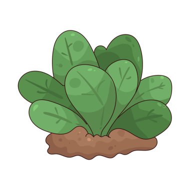 Lettuce in Soil depicts green lettuce growing in a cultivated bed.