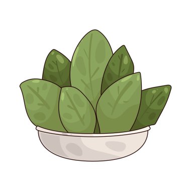 Spinach is a leafy green vegetable full of iron and vitamins, often eaten fresh or cooked.