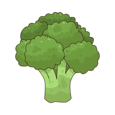 Broccoli is a green vegetable rich in vitamins and antioxidants, often steamed or stir-fried.