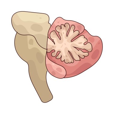 Beyincik, denge, koordinasyon ve ince motor becerileri kontrol eden beyin bölgesidir..