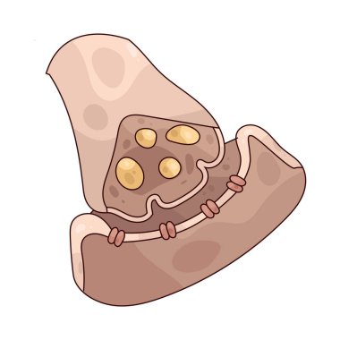 A Synapse is the junction between two nerve cells where signals are transmitted chemically or electrically.