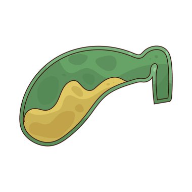 Digestion is the process of breaking down food into nutrients that the body can absorb.