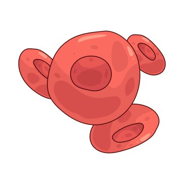 Bir kırmızı kan hücresi oksijeni akciğerlerden dokulara taşır ve nefes almak için karbondioksit verir..