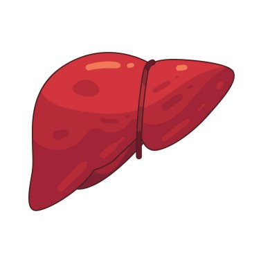 Karaciğer kimyasalları temizleyen ve sindirim için safra üreten bir organdır..