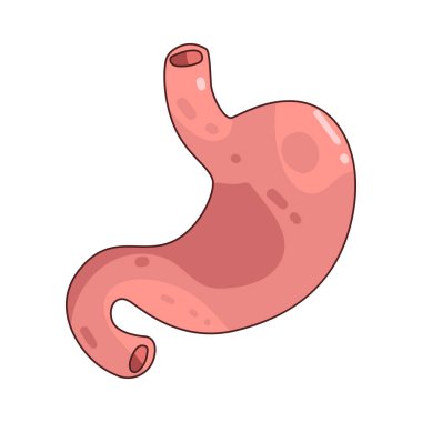 Mide, yiyeceklerin asit ve enzimler tarafından sindirildiği bir organdır..