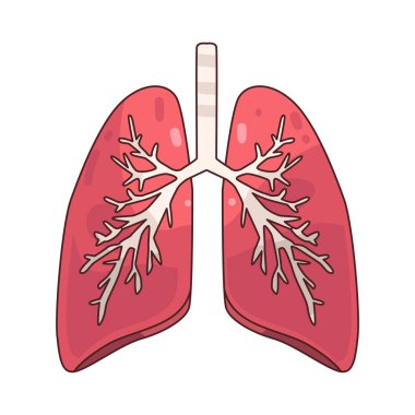 Akciğerler vücutta nefes almaktan ve oksijen alışverişinden sorumlu olan organlardır..