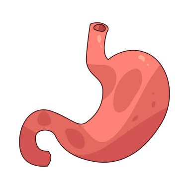 Mide, yiyecekleri asit ve enzimlerle parçalayarak sindiren bir organdır..