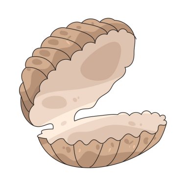  Deniz tarağı deniz tarağı, bir zamanlar deniz tarağının yuvası olan sahilde sıkça rastlanan pürüzsüz ve menteşeli bir kabuktur..