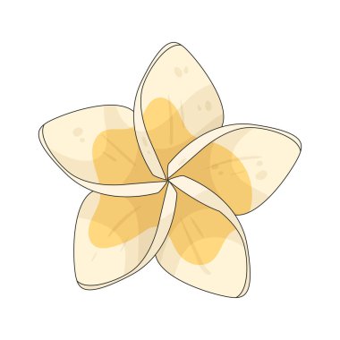 Plumeria genellikle deniz çiçekleri ve ada dekorasyonlarında kullanılan güzel kokulu bir tropikal çiçektir..