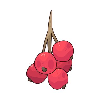  Frenk üzümü, keskin ve ferahlatıcı bir tadı olan parlak kırmızı bir duttur..