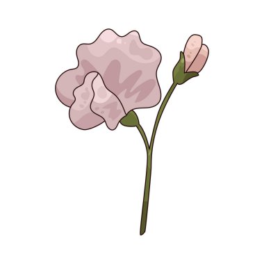  Tatlı Bezelye Çiçeği, mutluluğu, takdiri ve şefkati temsil eden narin, güzel kokulu bir çiçektir..