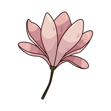 Magnolia, saygınlığı, güzelliği ve azmi simgeleyen büyük, güzel kokulu bir çiçektir..