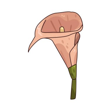 Kalla zambağı, saflığı, yeniden doğuşu ve karmaşıklığı temsil eden zarif, yontulmuş bir çiçektir..