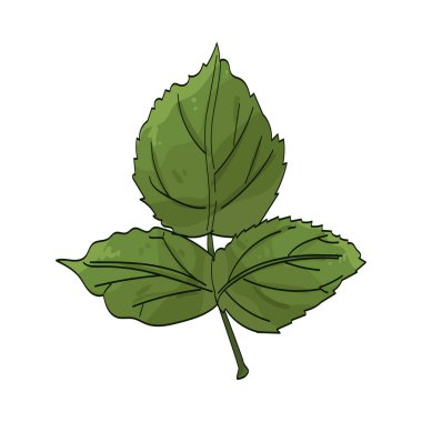 Üçlü yaprak, üç yapraktan oluşan bir kümedir..