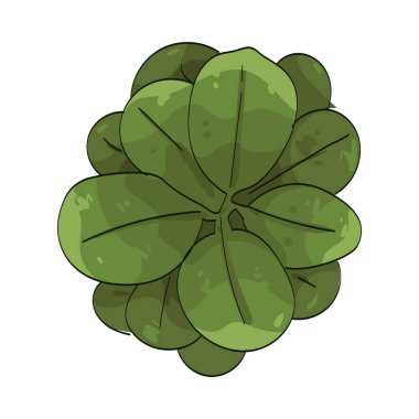  Küme yaprağı, bir noktada sıkıca büyüyen çoklu yapraklardan oluşan bir gruptur..