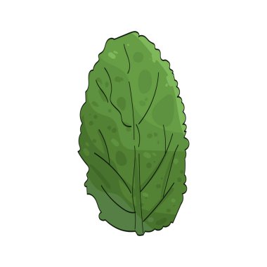 Nane yaprağı, lezzet ve tazelik için kullanılan serin ve aromatik bir yapraktır..